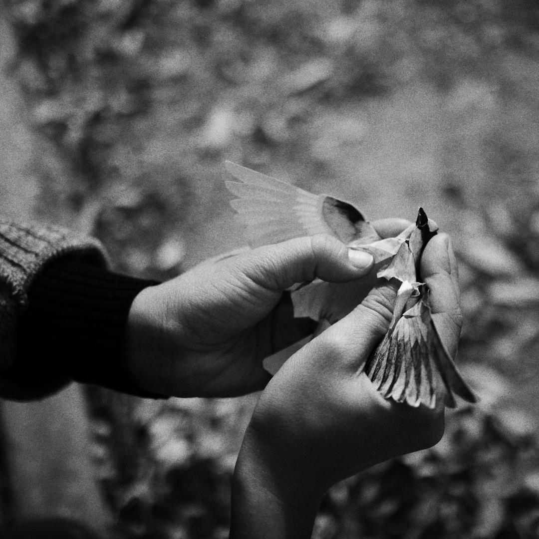 Papel MIRA Festival De Cine Latinoamericano Independiente